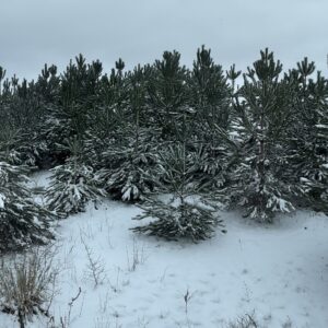 Winter Meditatie: Vertragen en Verstillen